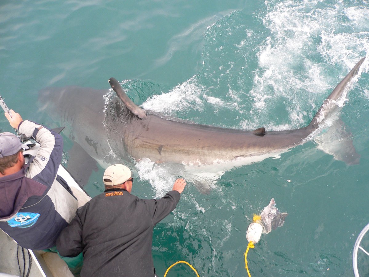 WHITE SHARK VENTURES (Kleinbaai) - All You Need to Know BEFORE You Go