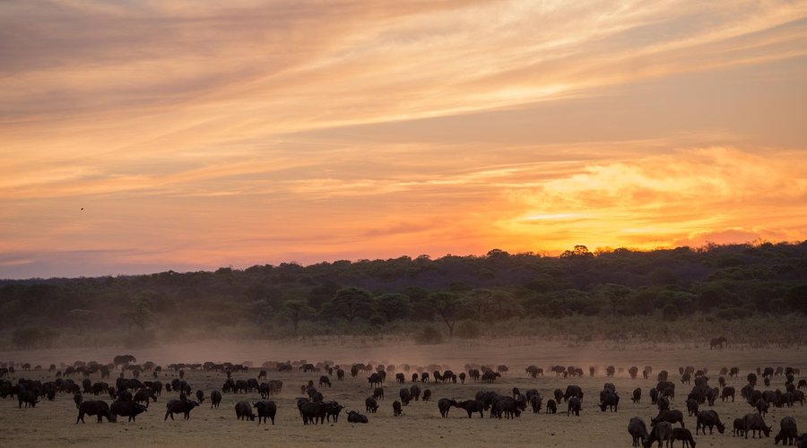 The 55,000 hectare private wildlife conservsation area is known for numerous herds of elephant and large herds of buffalo.