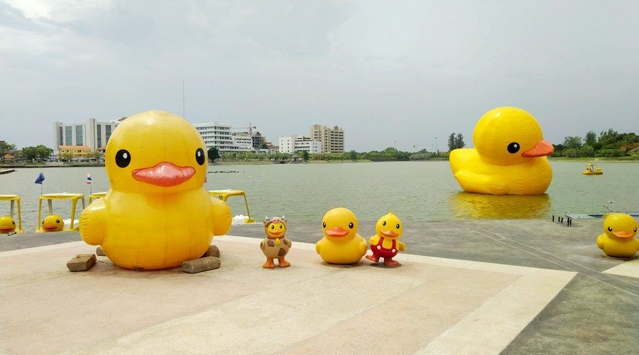 Yellow Duck families at Nong Prajak Public Park, Udon Thani, Thailand.