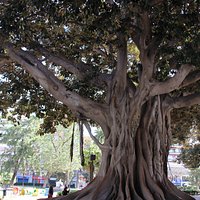 Los ficus