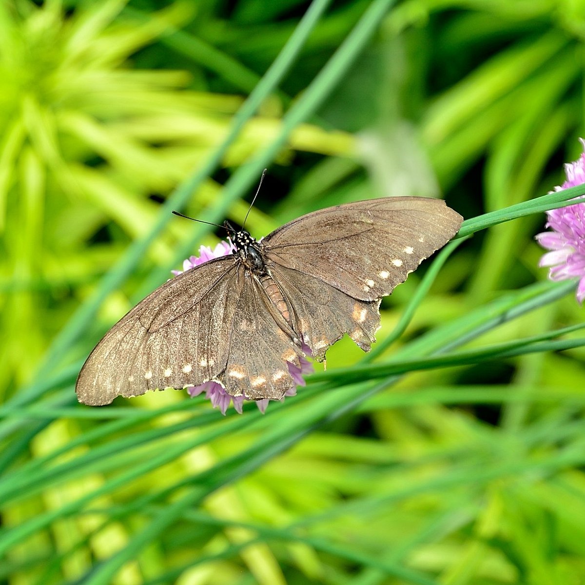 Butterfly, Flowers, Santa Monica Florist