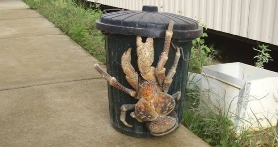 Coconut Crab