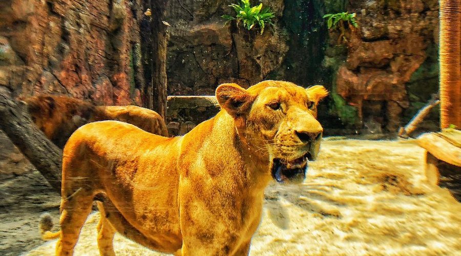Photogenic Lioness