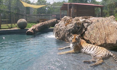 Adrian enjoying her new pool with a water feature by Earth Works.
