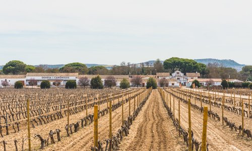 Viñedo
