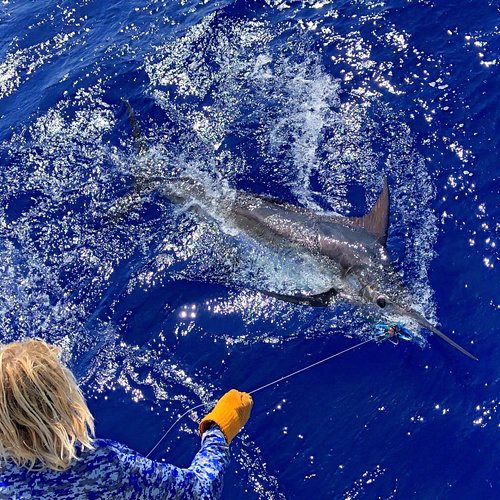 Shark Hunt - Lahela Sportfishing