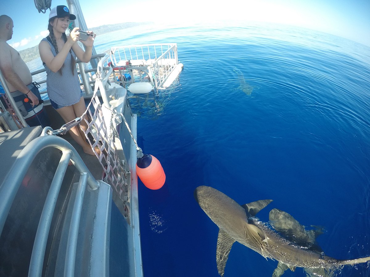 shark tours north shore