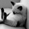 Blanchie