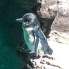 Pinguino1122
