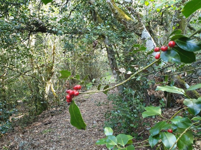 Imagen 9 de El Rincón del Cuco