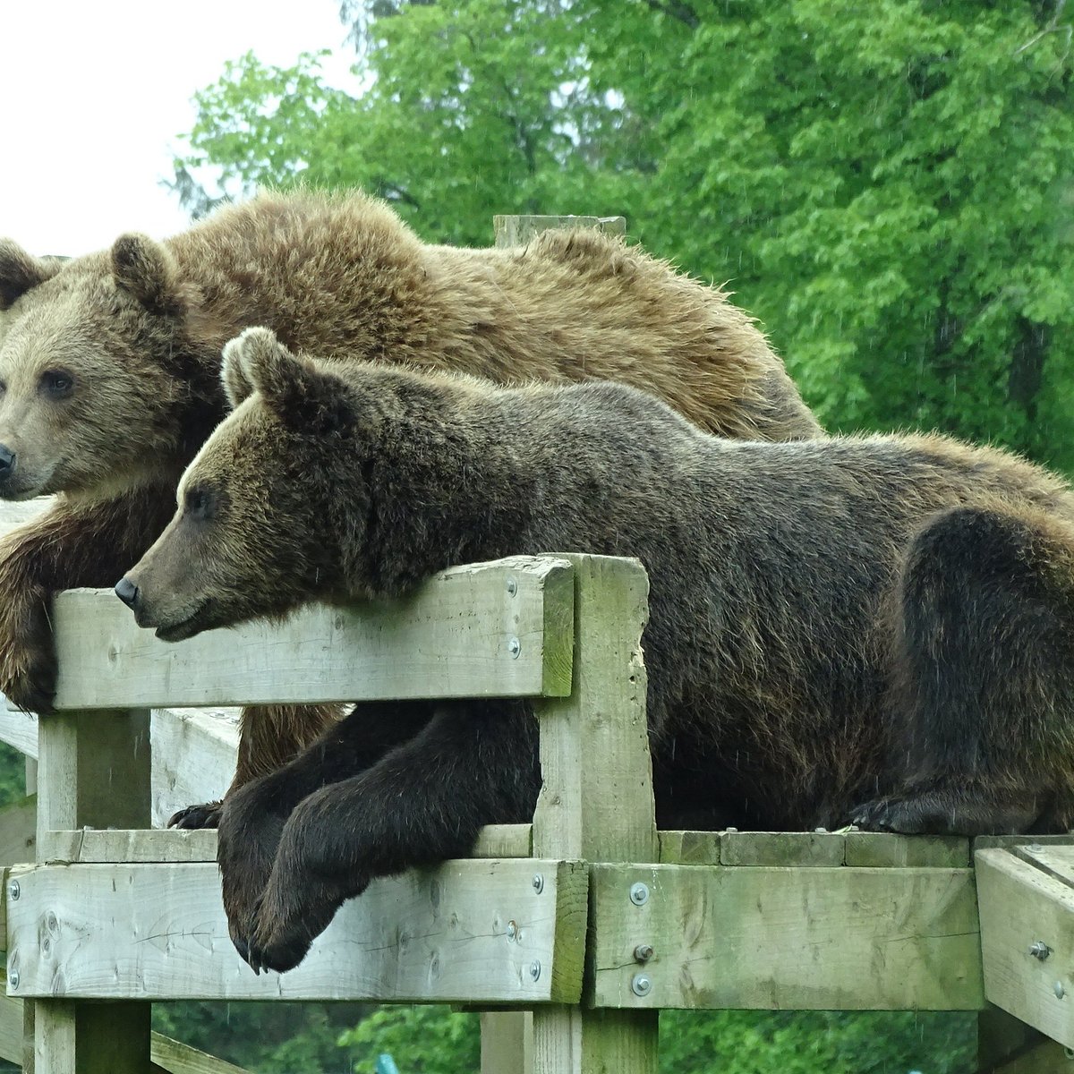 Camperdown Wildlife Centre, Данди: лучшие советы перед посещением -  Tripadvisor