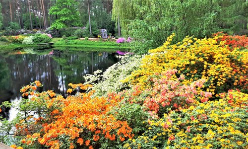 The rhododendron garden of Latvian University in Spilve