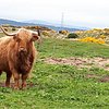 Hairycoo5519