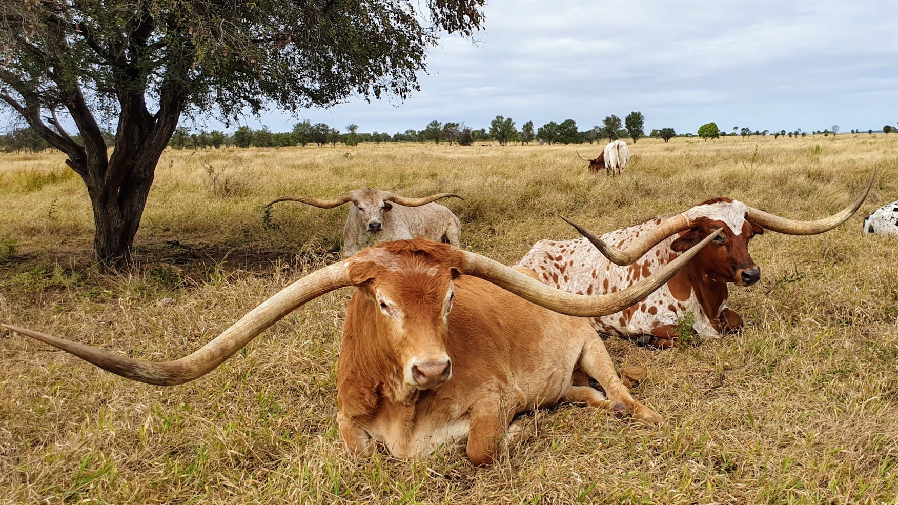 Texas Longhorn Tours (Charters Towers): All You Need To Know