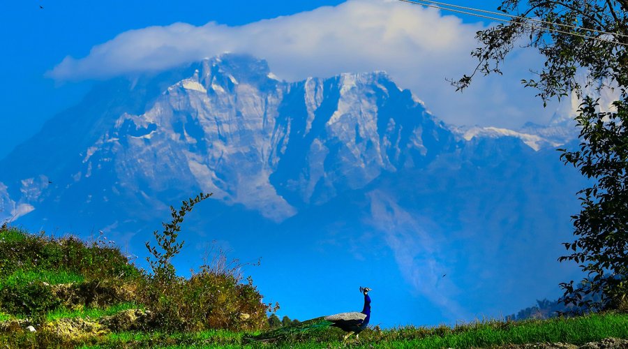 Peacock is having her good time in the lap of Mt. Gaurishankar.  Picture Credit: Laxman Prasad Ngakhusi