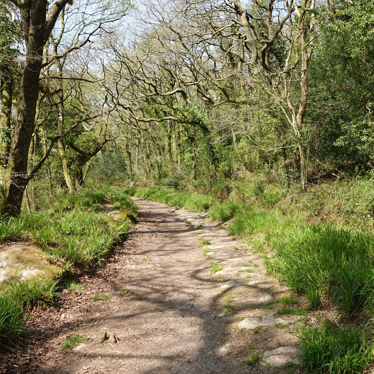 Luxulyan Valley to Prideaux Circular Walk (St Blazey): All You Need to Know