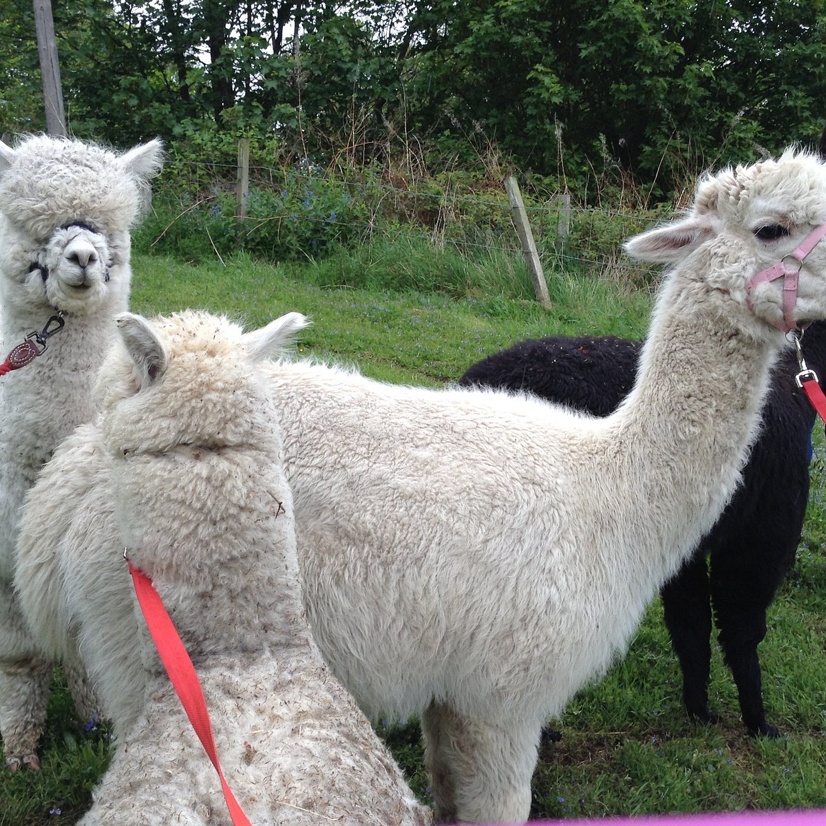 David's Hill Alpacas - All You Need to Know BEFORE You Go (2024)