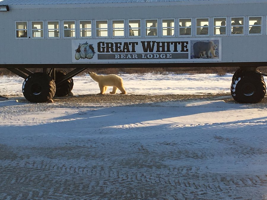 GREAT WHITE BEAR TUNDRA LODGE - Reviews (Churchill, Canada - Manitoba