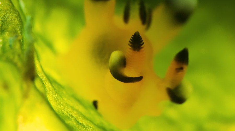 Thecacera pacifica is a species of sea slug, a nudibranch, a marine gastropod mollusk in the family Polyceridae. It is sometimes also nicknamed Pikachu nudibranch due to its resemblance to the Pokémon character Pikachu. This one is from Padangbai Bali.