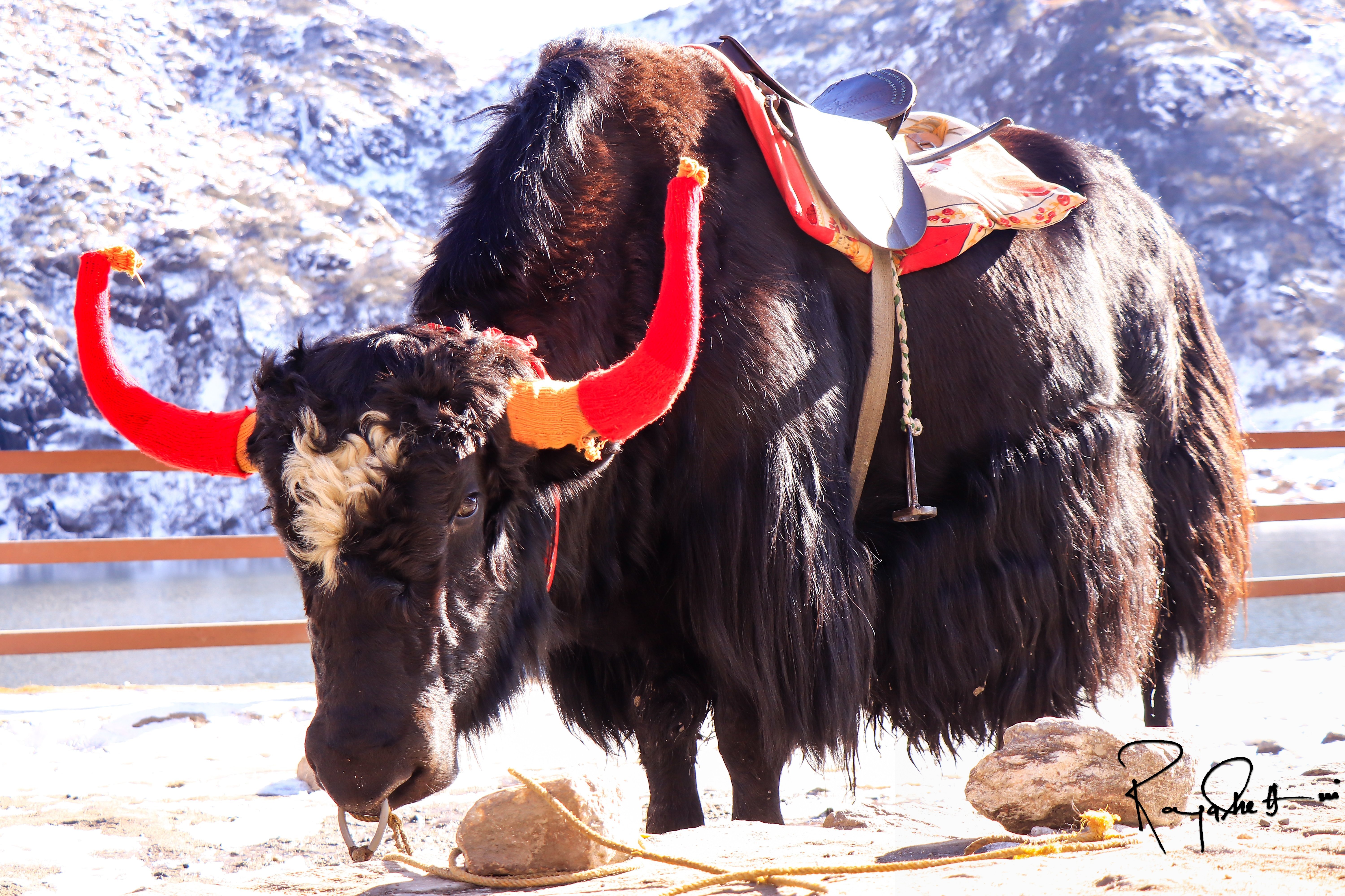 TSOMGO LAKE (Gangtok): 2022 - Tutto Quello Che C'è Da Sapere