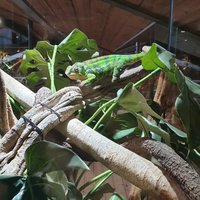 Reptile House De Aarde Breda - All You Need to Know BEFORE You Go