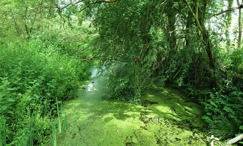 Stodmarsh Nature Reserve