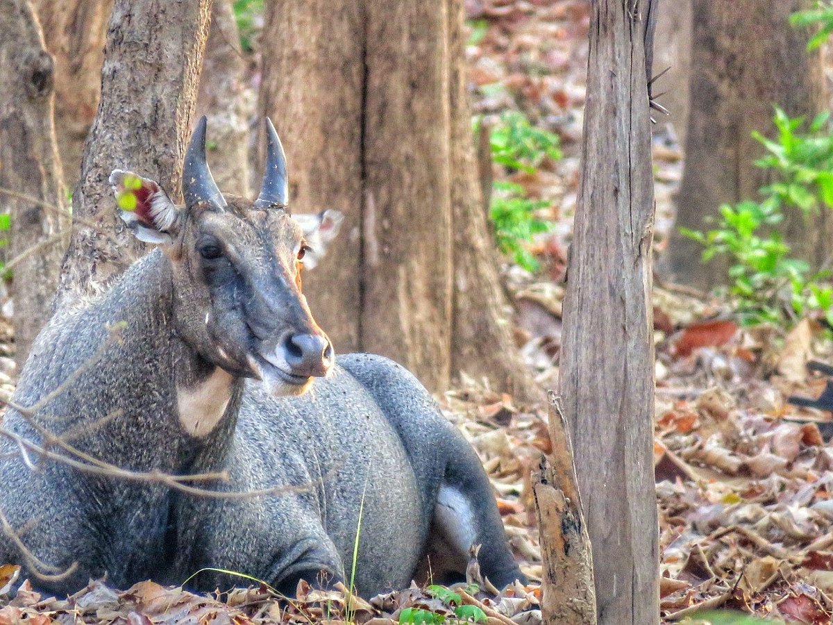 Just Safari (Jim Corbett National Park) - All You Need to Know BEFORE You Go Just Safari (Jim Corbett National Park) - All You Need to Know BEFORE You Go