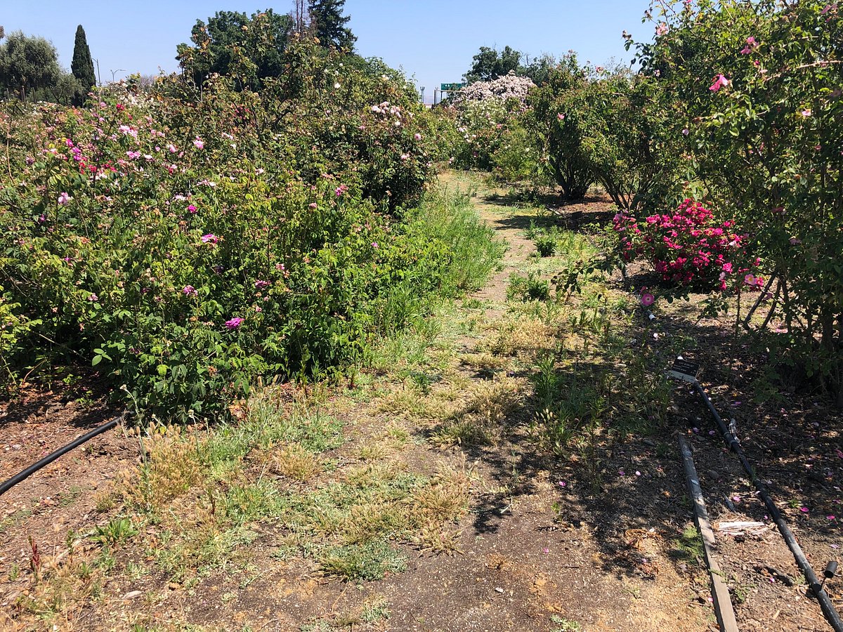 Rose Garden, San Jose, Neighborhoods