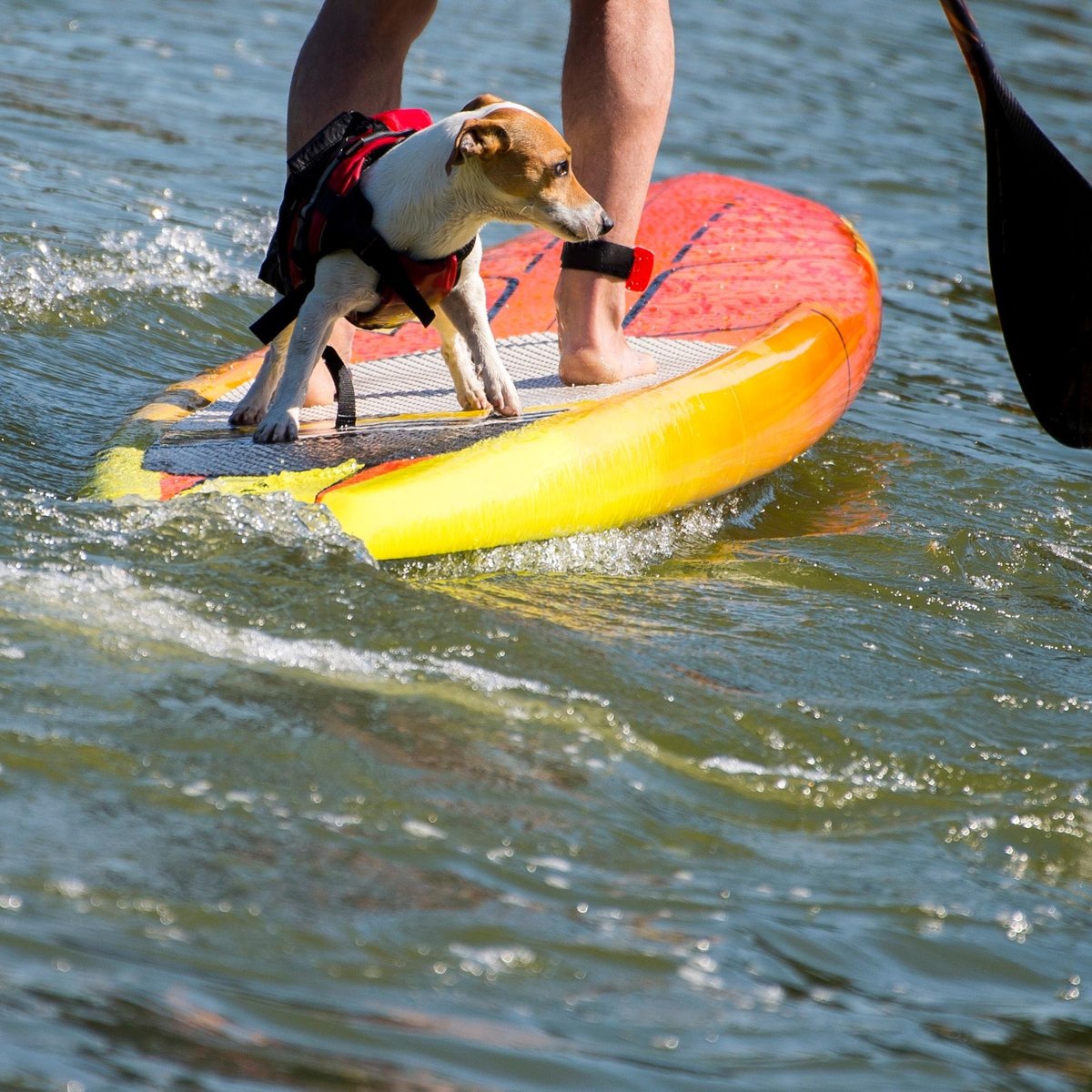 Phoenixville SUP Paddle Board Rental and Sales - All You Need to Know ...