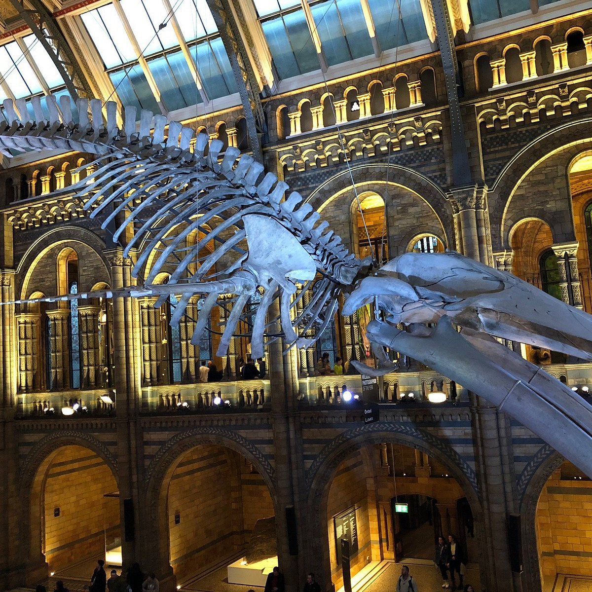 Natural History Museum - All You Need to Know BEFORE You Go (with Photos)