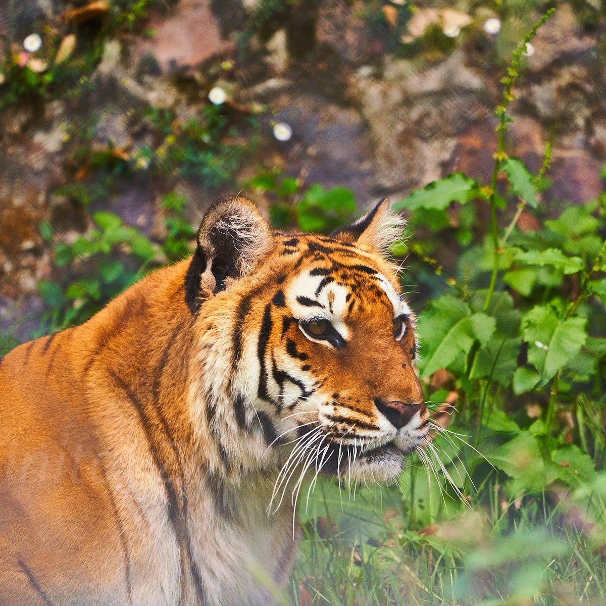 Nainital Zoo - All You Need to Know BEFORE You Go (with Photos)