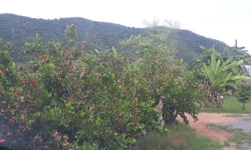 Khao Krueng Agricultural Learning Center, Phetchaburi Province  Is the royal initiative of Somdej Phra Thep  Inside there are many mixed agr