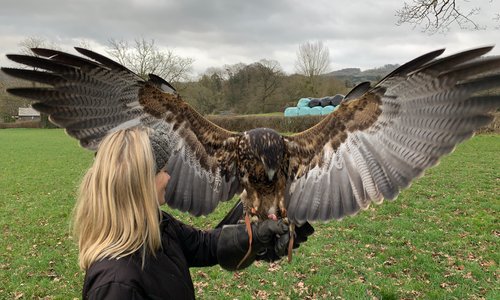 Eagle