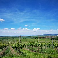 Wein Paradies Scheune