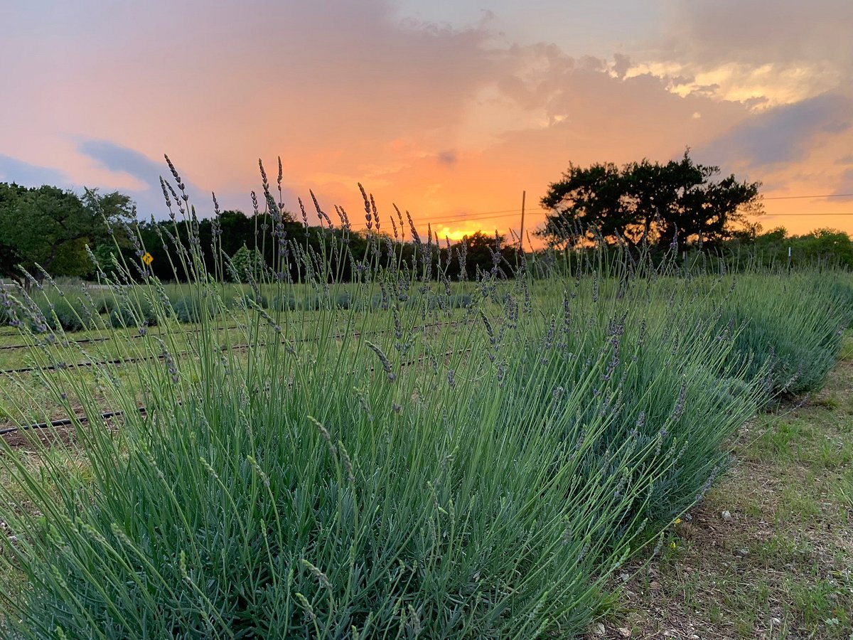 Organic Moth-Away — Hill Country Lavender