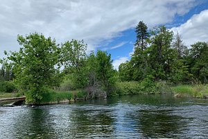 Fall RIver wild trout - Picture of Clearwater Lodge at the Pit River, Fall  River Mills - Tripadvisor