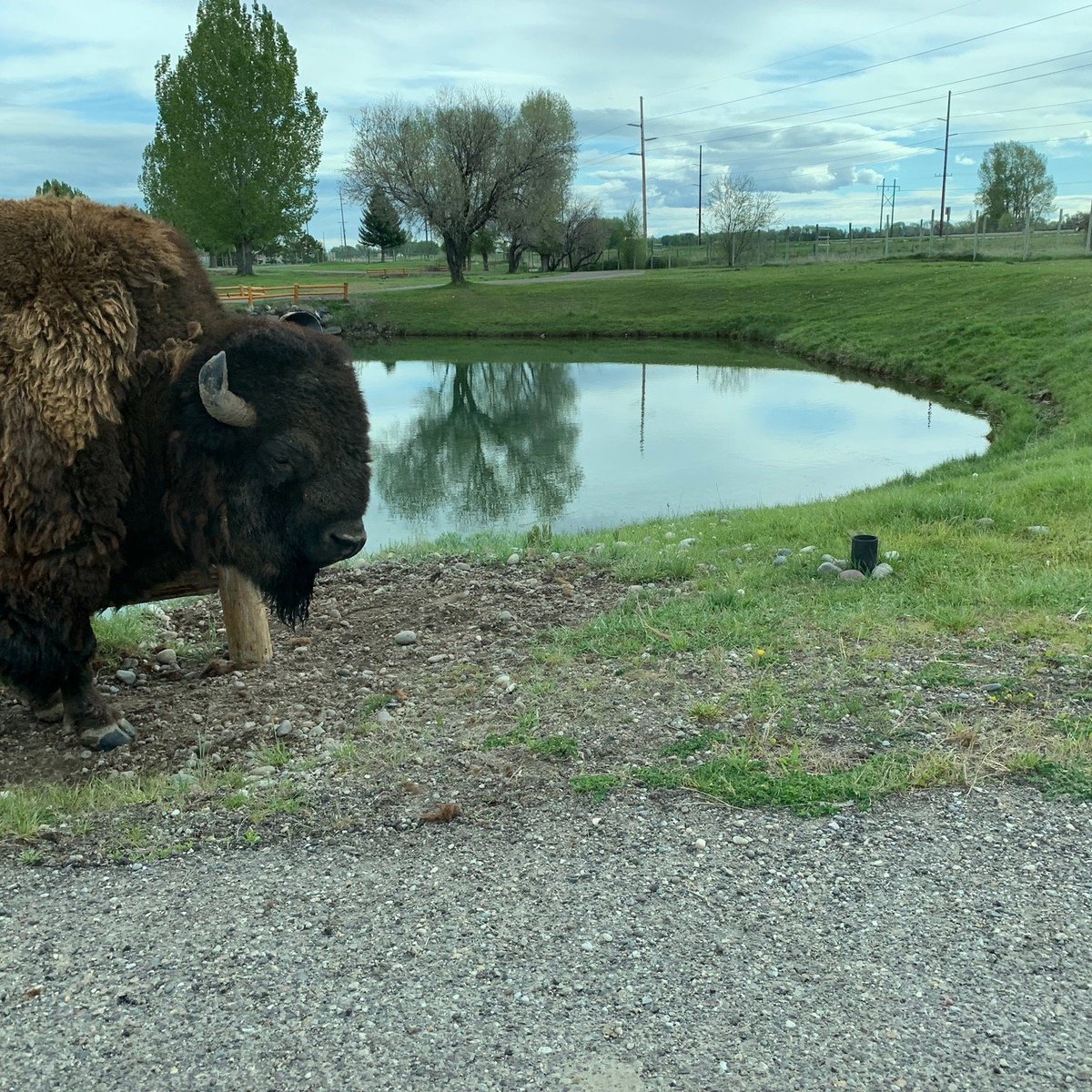 Yellowstone Bear World Rexburg All You Need To Know