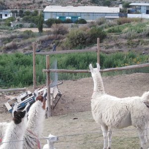 Naturaleza , fauna Relajamiento