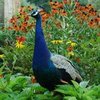 Elsham Hall Gardens & Country Park