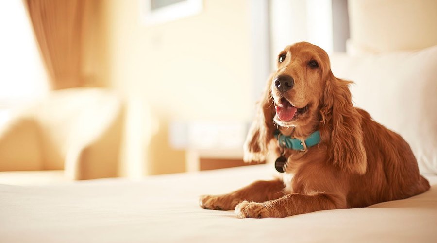Pet Friendly Premium Room