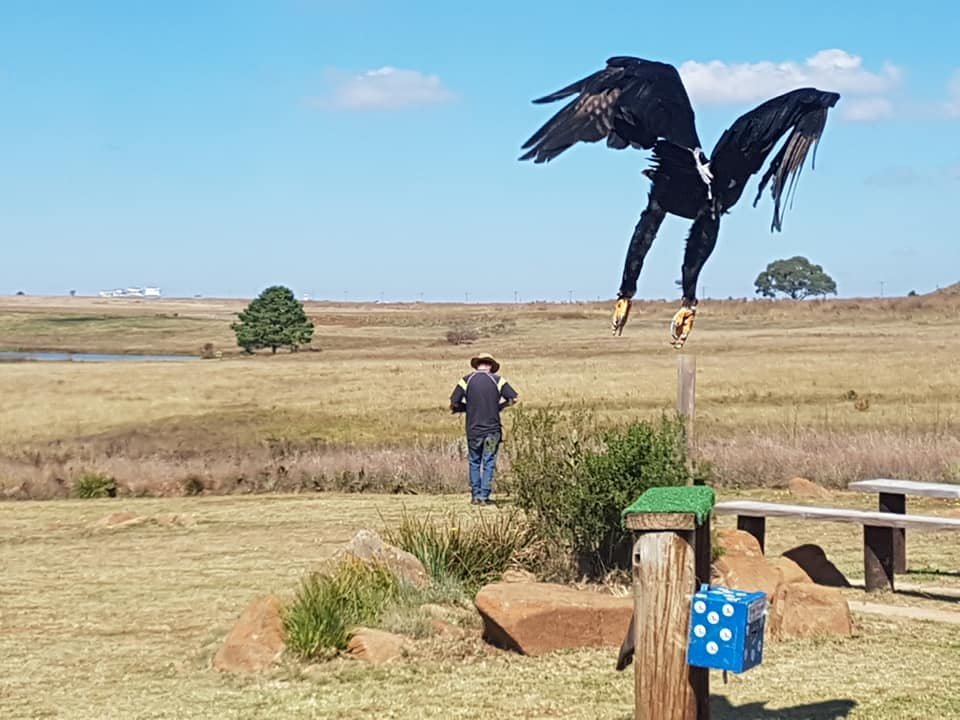 Highlight: Dullstroom Bird of Prey Centre