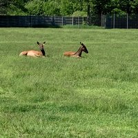 Deer Tracks Junction (Cedar Springs) - All You Need to Know BEFORE You Go