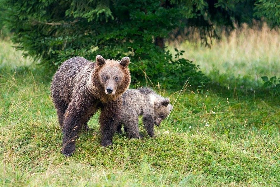 Bears & Wildlife image
