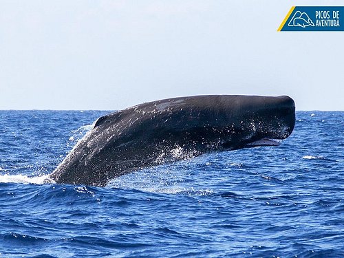 São Miguel Azores: Half-Day Whale Watching Trip