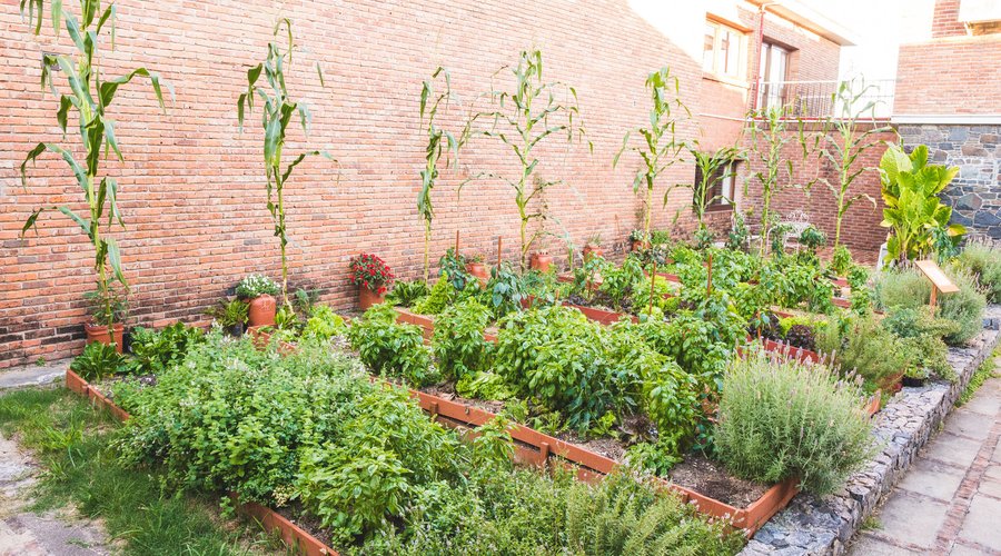 Nuestra Huerta organica abastece nuestras cocinas