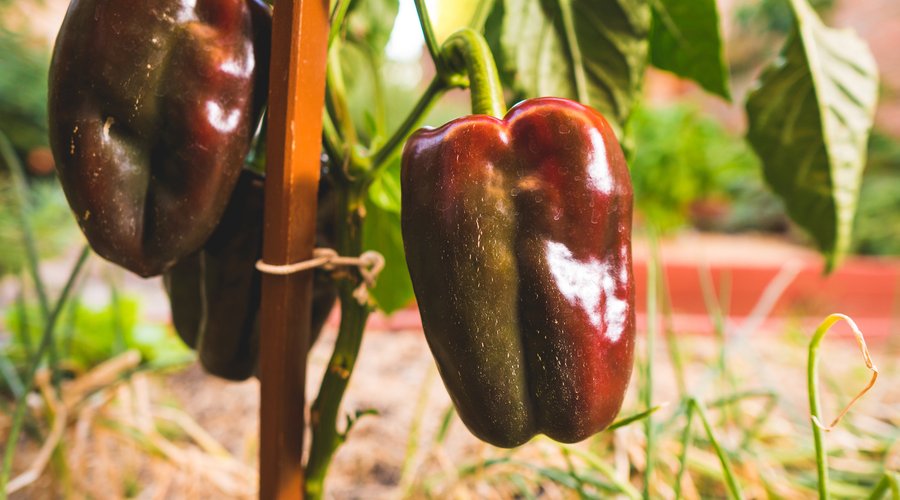 Morrones de nuestra huerta organica