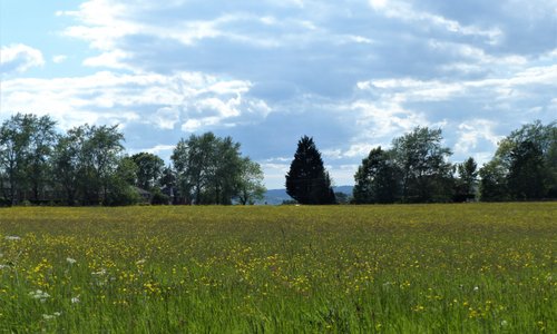 The beautiful 'heath' is across the road from The Dewdrop Inn and makes for a lovely afternoon stroll.