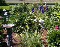 The Comanche Peony  Adelman Peony Gardens