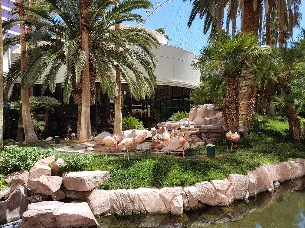 Las Vegas Strip Flamingos living the life, here's a look