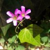 Sylvia